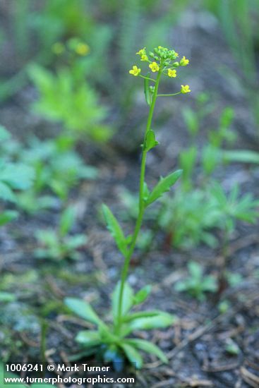 Draba stenoloba