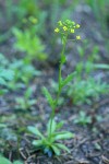 Slender Draba