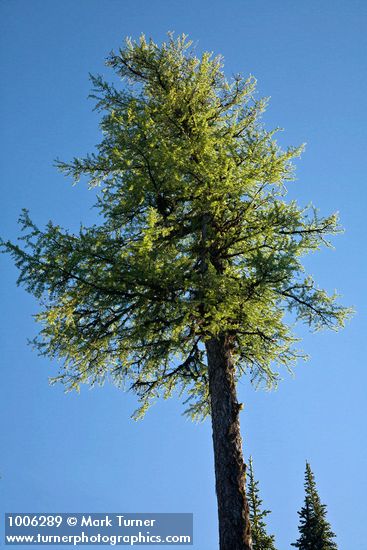 Larix occidentalis