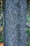 Lodgepole Pine bark