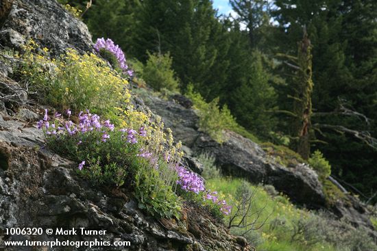 Penstemon fruticosus; Heuchera cylindrica; Potentilla glandulosa