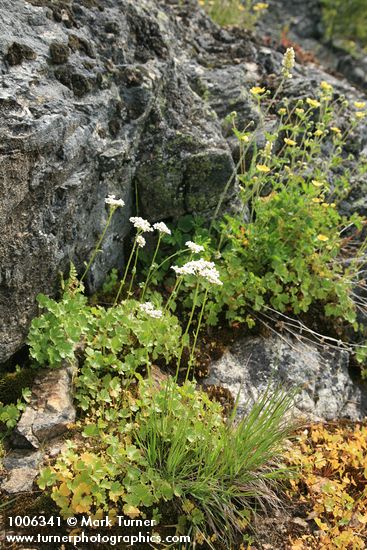 Suksdorfia ranunculifolia; Potentilla glandulosa