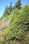Common Juniper