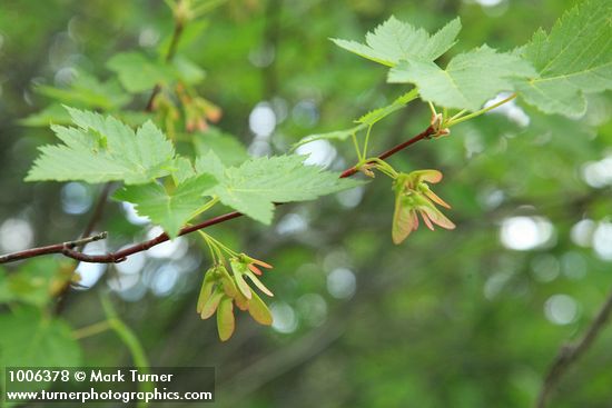 Acer glabum var. douglasii