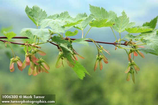 Acer glabum var. douglasii