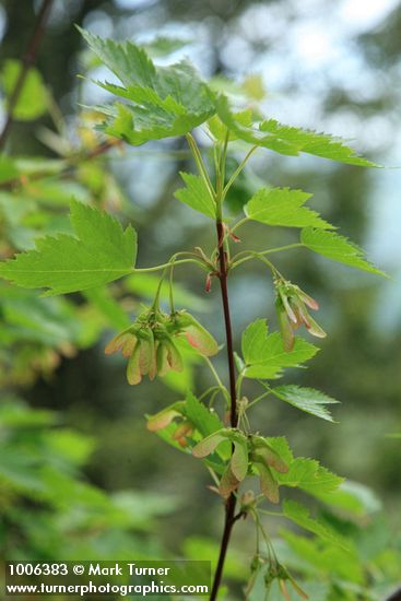 Acer glabum var. douglasii