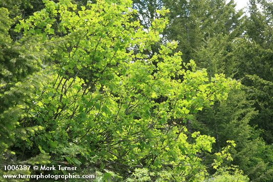 Acer glabum var. douglasii