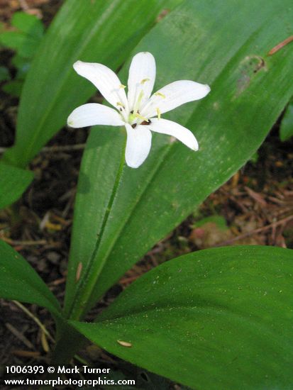 Clintonia uniflora
