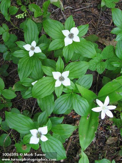 Cornus unalaschkensis; Clintonia uniflora