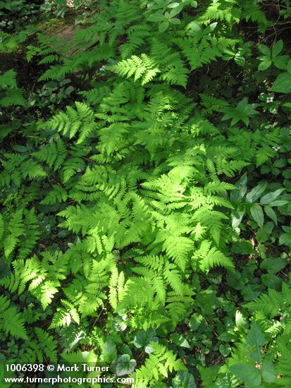 Gymnocarpium disjunctum (G. dryopteris)