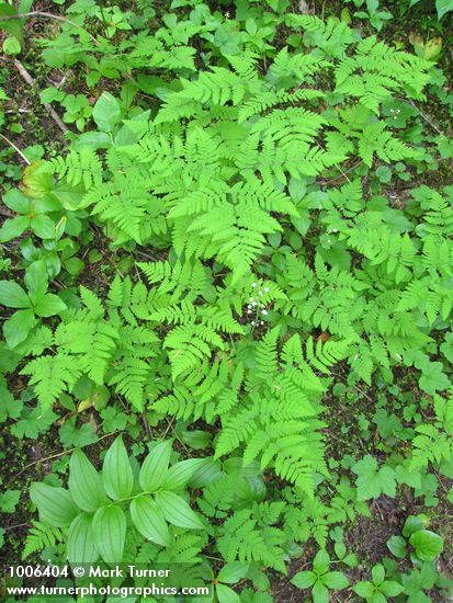 Gymnocarpium disjunctum (G. dryopteris)