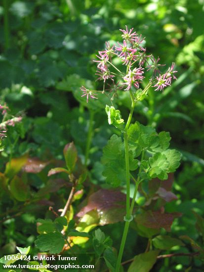 Thalictrum occidentale