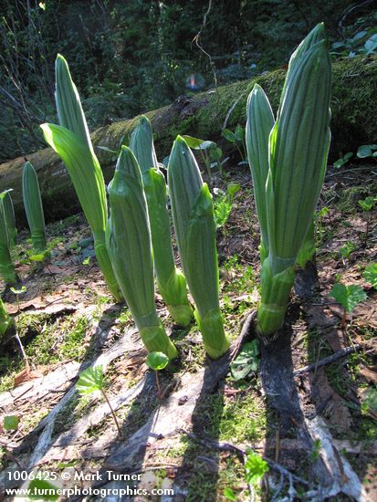 Veratrum viride