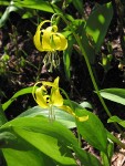 Glacier Lilies