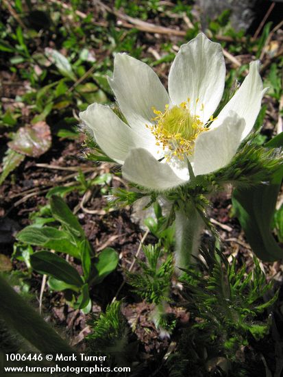 Anemone occidentalis