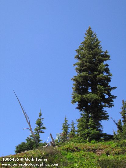Abies lasiocarpa