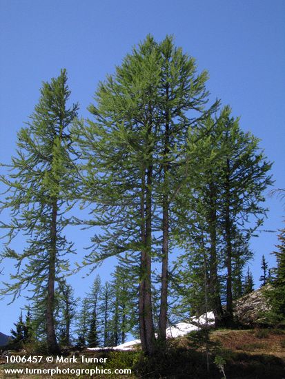 Larix lyallii