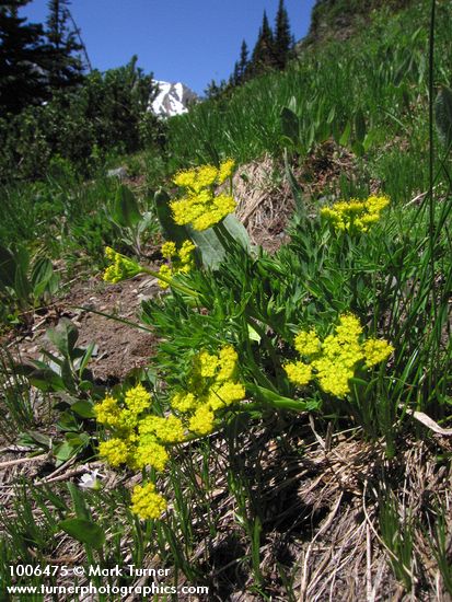 Lomatium brandegeei