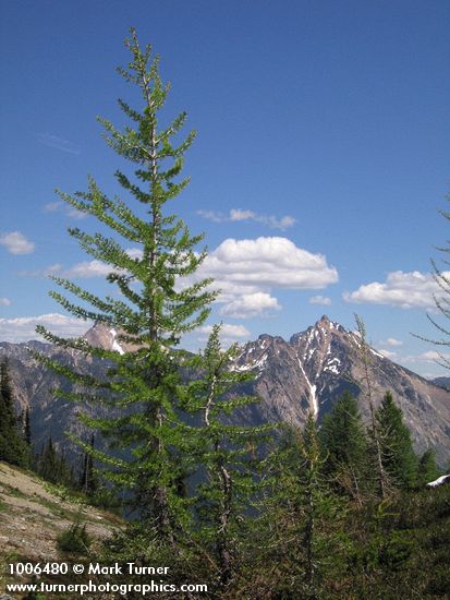 Larix lyallii