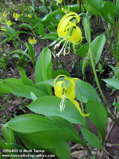 Erythronium grandiflorum