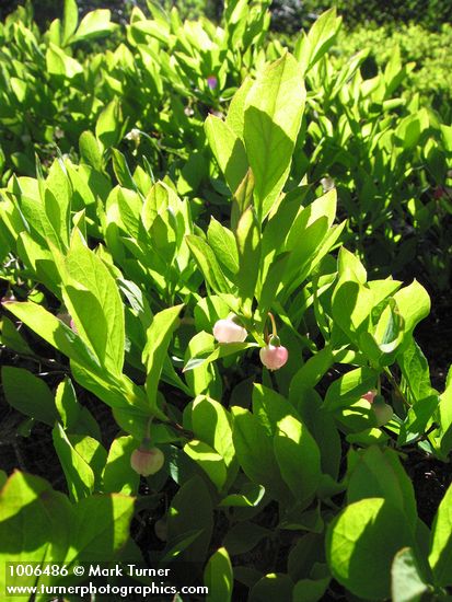 Vaccinium deliciosum