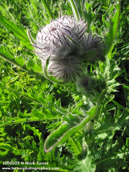 Cirsium edule