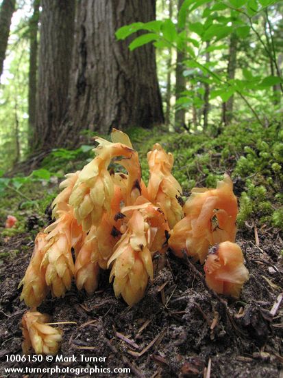 Monotropa hypopithys