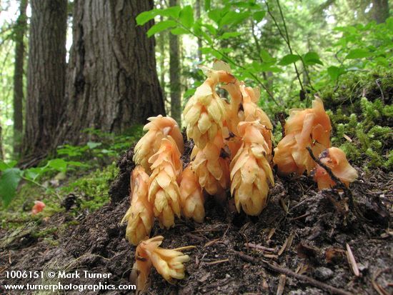 Monotropa hypopithys