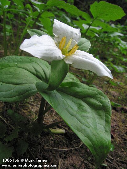 Trillium ovatum
