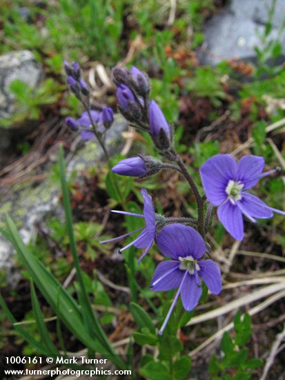 Veronica cusickii