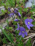 Cusick's Speedwell blossoms