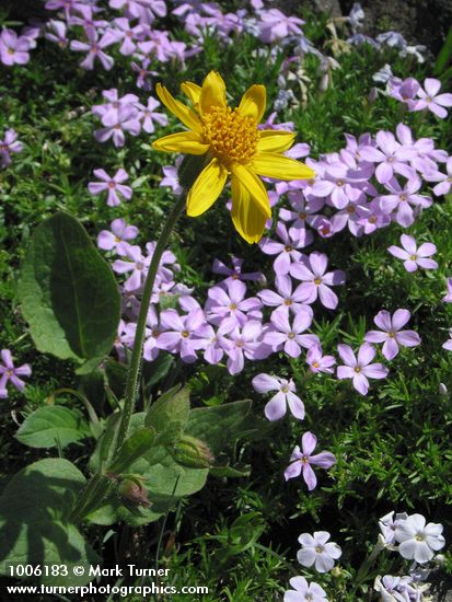 Arnica mollis; Phlox diffusa