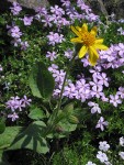 Soft Arnica w/ Spreading Phlox