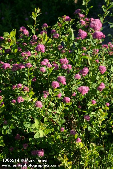 Spiraea splendens