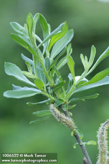 Salix sitchensis