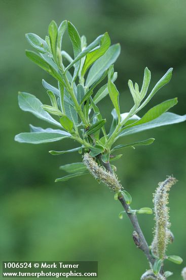 Salix sitchensis