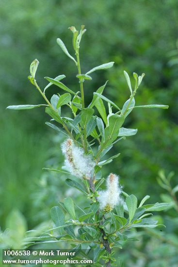 Salix sitchensis