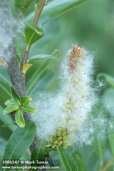 Salix sitchensis