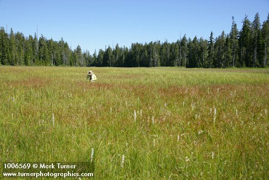Platanthera dilatata; Eriophorum polystachion
