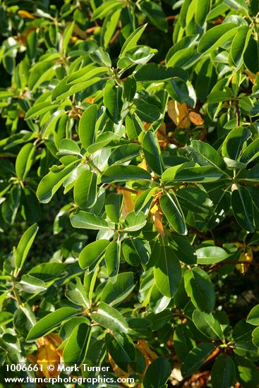 Arbutus menziesii