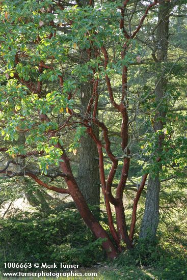 Arbutus menziesii