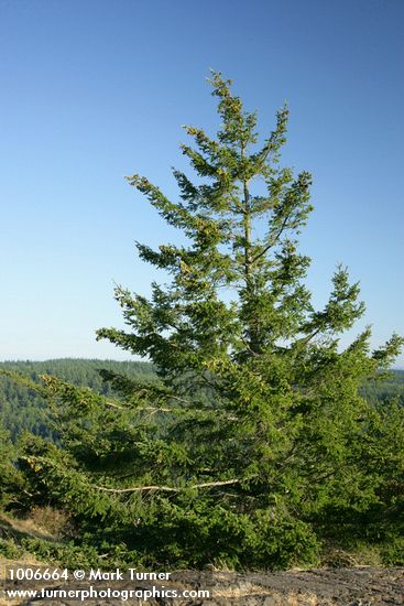 Pseudotsuga menziesii
