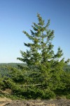 Douglas-fir