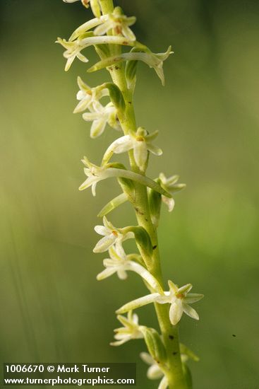 Piperia transversa