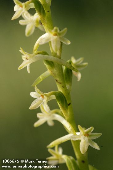 Piperia transversa