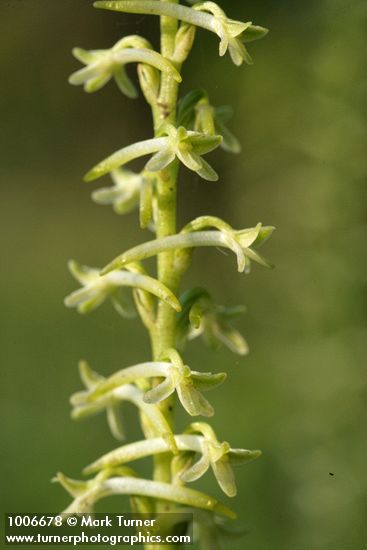 Piperia transversa