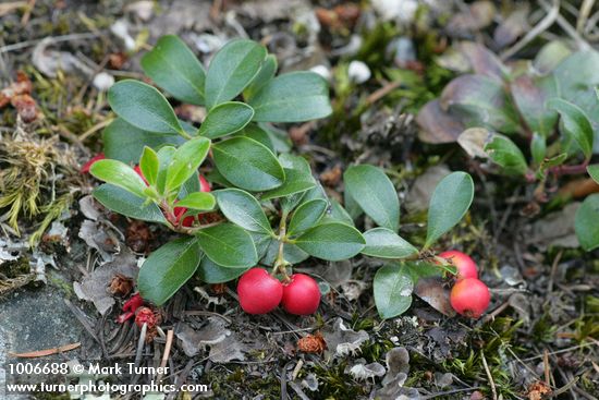 Arctostaphylos uva-ursi