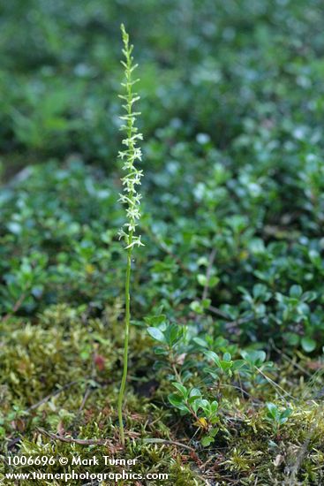 Piperia transversa