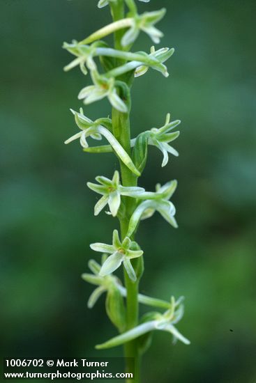 Piperia transversa