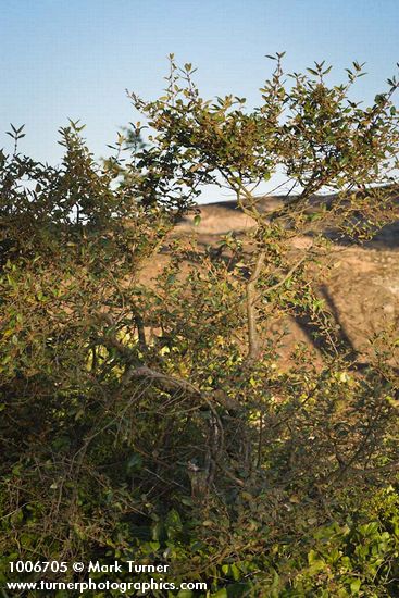 Shepherdia canadensis